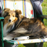 1er jour de la Nationale d'Elevage 2008 (5 avril), la Roche Posay (86) : Yukari a chang de sens, mais elle n'a pas quitt la chaise de camping ! :P