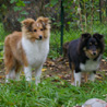 29 octobre 2006 : Bilbo et Cheyenne (5 mois) dans notre jardin.