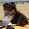 Août 2006 en Vendée : c'est la toute première fois que Cheyenne (2 mois et demi) va à la plage !