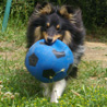 12 juin 2007 : Cheyenne  1 an, et son ballon ador ! ;)