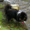 30 juin 2007 au parc Imbert de Ballancourt : Cheyenne profite d'tre dans le cours d'eau pour boire un petit coup ! ;)