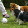 8 mai 2007 chez Bilbo et sa famille : frère et soeur partagent le même amour du foot ! ;)