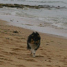 16 juillet 2007, en vacances en Vendée : petite Cheyenne est ravie d'avoir une immense plage déserte pour galopper !