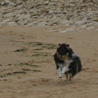 16 juillet 2007, en vacances en Vendée : Cheyenne s'en donne à coeur joie sur la plage !