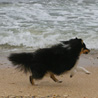 16 juillet 2007, en vacances en Vendée : Cheyenne adore courir le long de la mer.