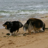 16 juillet 2007, en vacances en Vendée : pendant que Cheyenne fait des allés et retour, Yukari renifle la plage. ;)