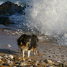 18 juillet 2007, en vacances en Vendée : Cheyenne s'amuse avec les vagues qui viennent se casser sur les rochers. C'est assez impressionnant !