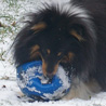 2 décembre 2010 : Petite Cheyenne s'éclate dans la neige, avec son ballon adoré ! ;)