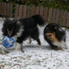 2 décembre 2010 : Cheyenne et Lorelei s'amusent avec le ballon, dans la neige. :)