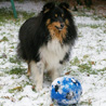2 décembre 2010 : Cheyenne et son ballon adoré ! ;)