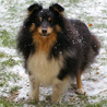 4 décembre 2010 : Petite Cheyenne sous la neige, qui s'est mise à retomber ce matin. :)