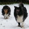 8 décembre 2010 : Cheyenne et Lorelei s'amusent dans la neige. :)