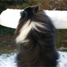 9 décembre 2010 : Lorelei est ravie qu'il y ait toujours de la neige bien propre à ramasser sur la table de jardin ! ;)