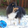 9 décembre 2010 : Cheyenne et son ballon. :)