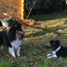 24 dcembre 2008  Maz (Maine et Loire), chez mes parents : Cheyenne et Lorelei dans le jardin.