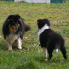 15 dcembre 2008 : Lorelei et Cheyenne s'amusent dans le jardin. :)