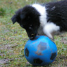 18 dcembre 2008 : Lorelei aime de plus en plus le ballon bleu. ;)