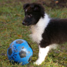 19 dcembre 2008 : Lorelei, 2 mois, et le ballon bleu. :)