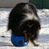 11 janvier 2009 : Cheyenne et son ballon. :)