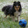 9 dcembre 2008 : Cheyenne est plus intresse par son ballon que par la neige qui tombe ! ;)