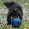 9 dcembre 2008 : Cheyenne est plus intresse par son ballon que par la neige qui tombe ! ;)