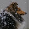 9 dcembre 2008 : Yukari des neiges. ;)