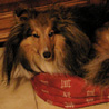 14 dcembre 2008 : Yukari adore se mettre dans le plus petit panier (celui de Lorelei), alors qu'elle en a un  sa taille ! ;) Lorelei est bien install dans le panier de Cheyenne.
