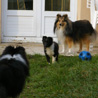 15 dcembre 2008 : 3 puces shets dans le jardin. :) Yukari (5 ans), Cheyenne (2 ans et demi) et bb Lorelei (2 mois).